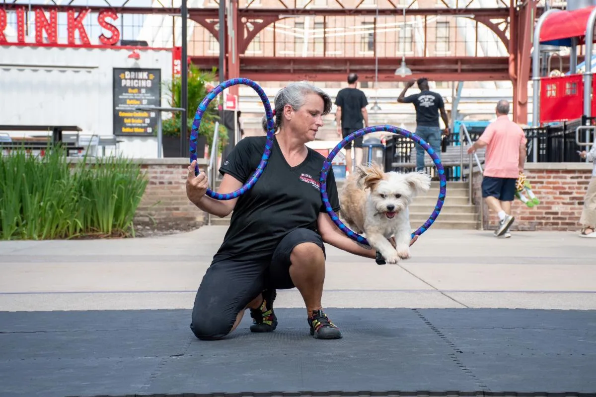 Purina Incredible Dog Team St. Louis 2025 trainer with dog jumping through hoops at Union Station