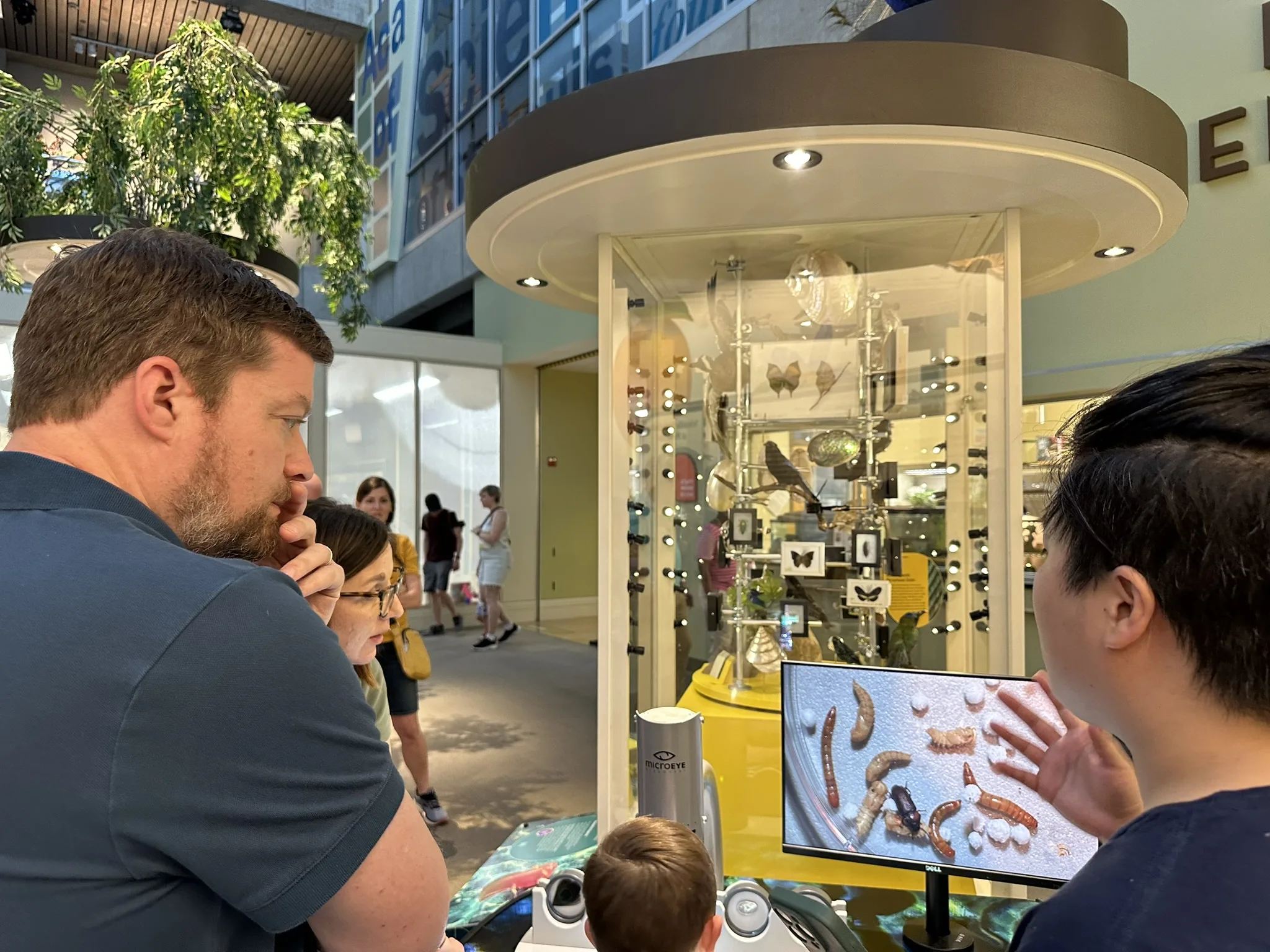 Visitors engaging with a hands-on insect exhibit at the St. Louis Science Center summer events