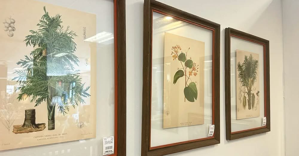 Framed botanical illustrations displayed on a gallery wall in St. Louis, featuring vintage plant and floral artwork.