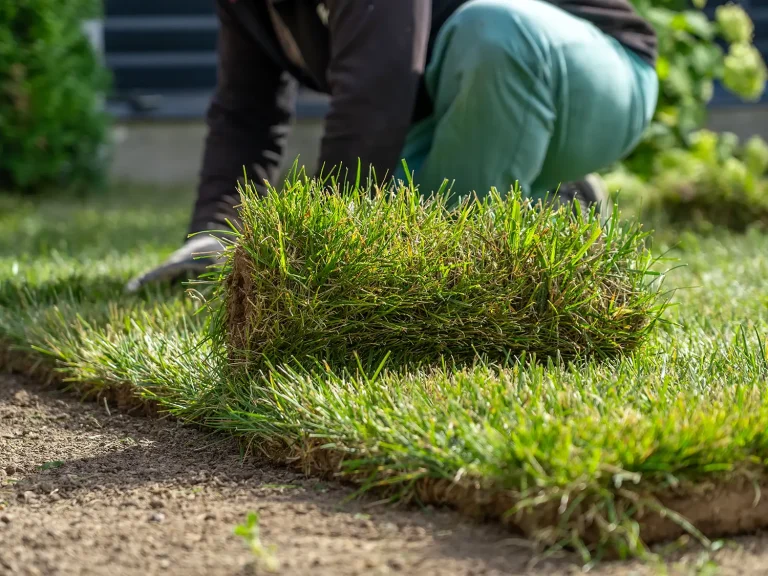Laying fresh sod for a new lawn during the best time to lay sod in Missouri